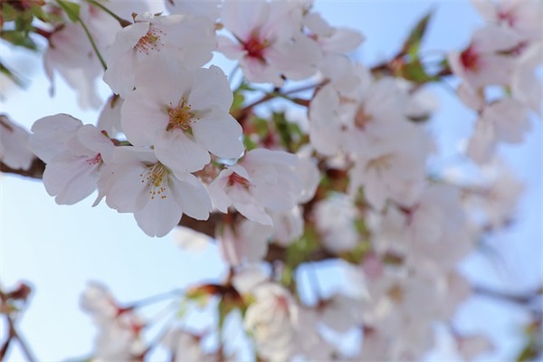 关于星空的好句