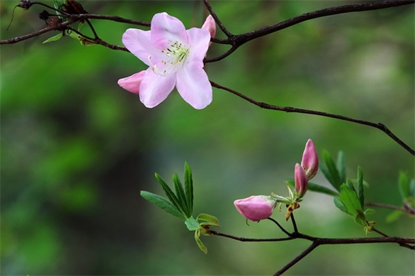 关于端午的好句好段大全