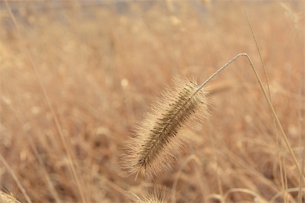 关于元宵的好句