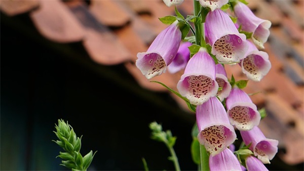 2025关于元宵节的好句