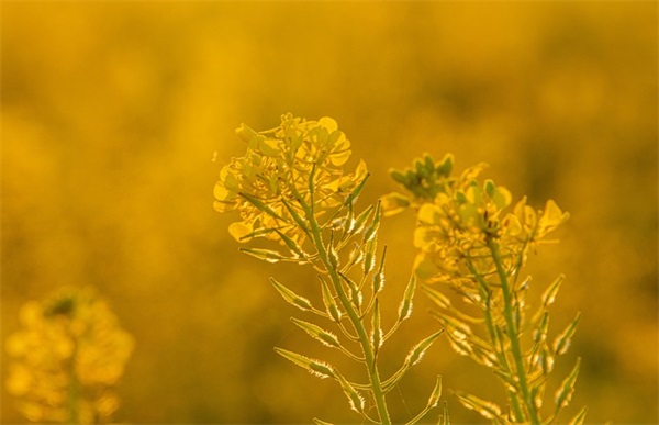 描写月光的好句