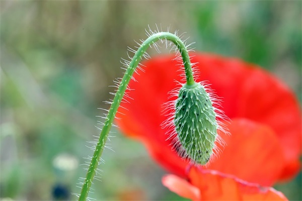 描写自己的好句