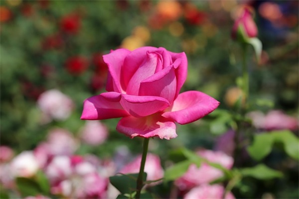 描写秋天景色的好段81句