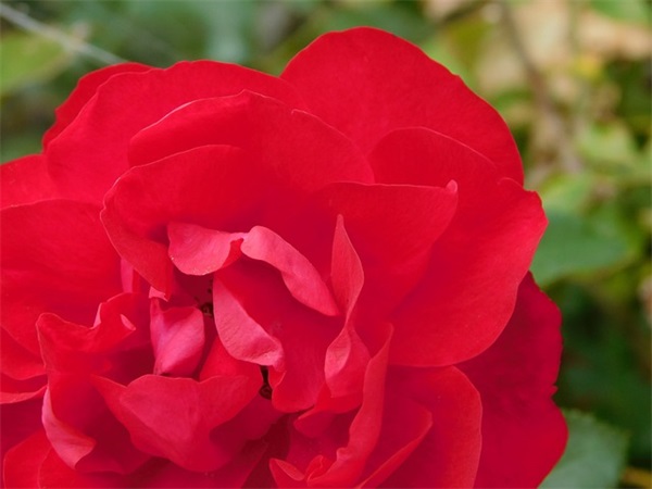 描写母爱的好句