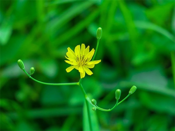 描写老师的好句