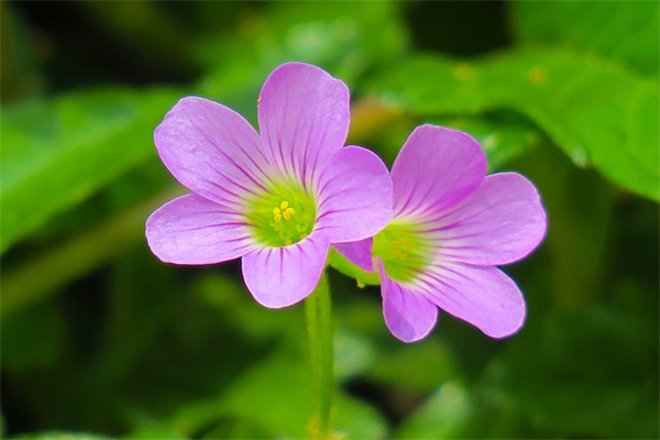 描写家乡景物的好句