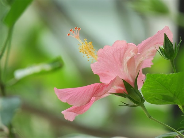 描写爸爸外貌的好段80句