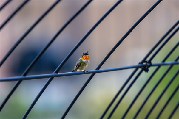 麦田里的守望者好句