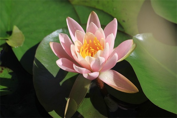 描写动作神态的好句