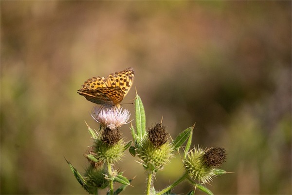 描写春节的好段72句