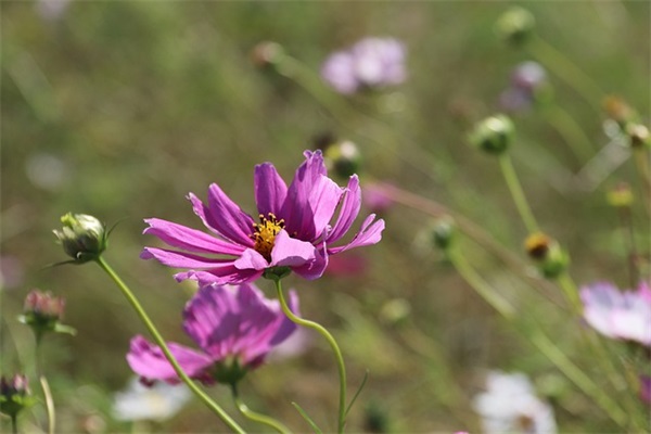 描写爸爸外貌的好段81句