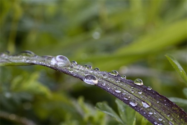 描写春节场面的好段85句