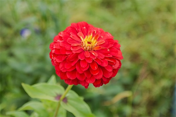 描写动物外貌的好句