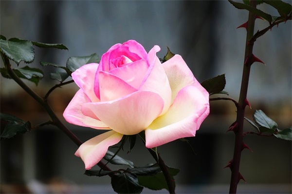 描写公园景色的好段61句