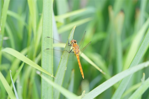 描写深秋的好段81句