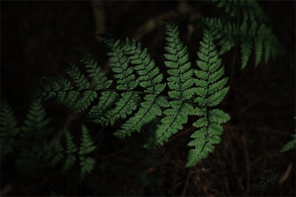 爱的教育中的好句