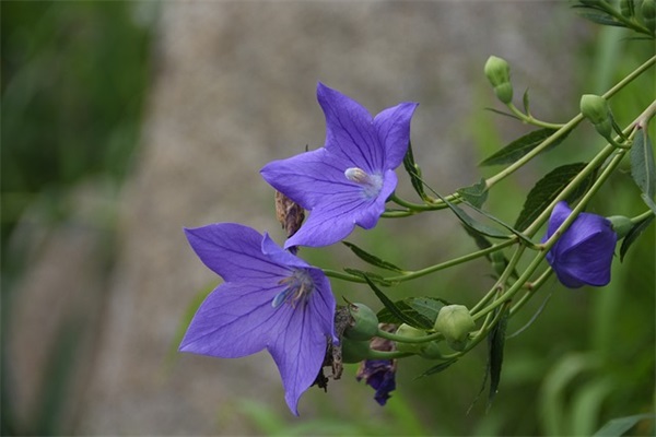 描写风景的好句好段