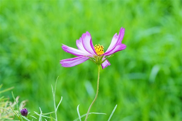 描写雨的好段101句