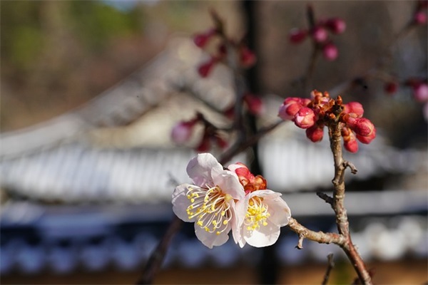 描写春天的好句