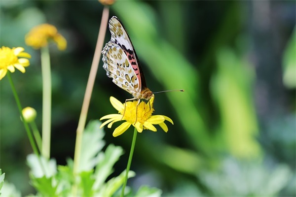 描写春天美景的好段87句
