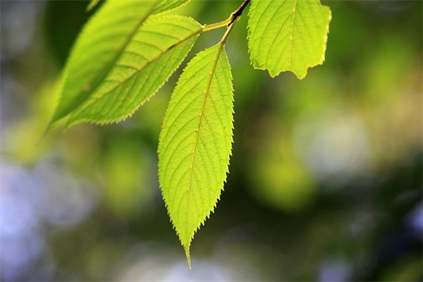 描写感动的好句