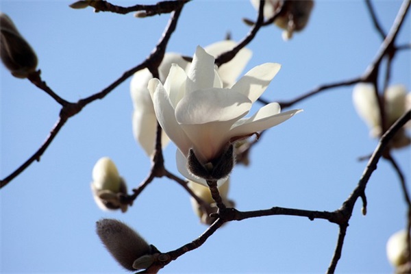 描写春天校园的好段75句