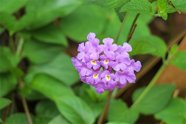 关于新年的好句