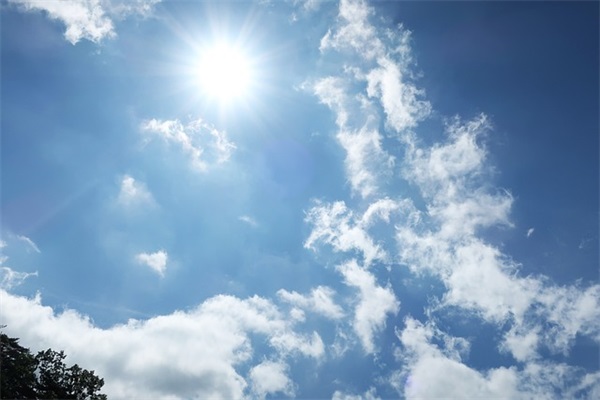 柳树的好句好段