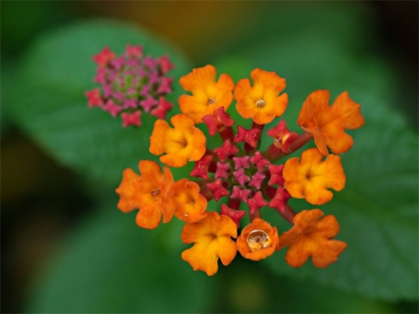 描写故乡的好段76句