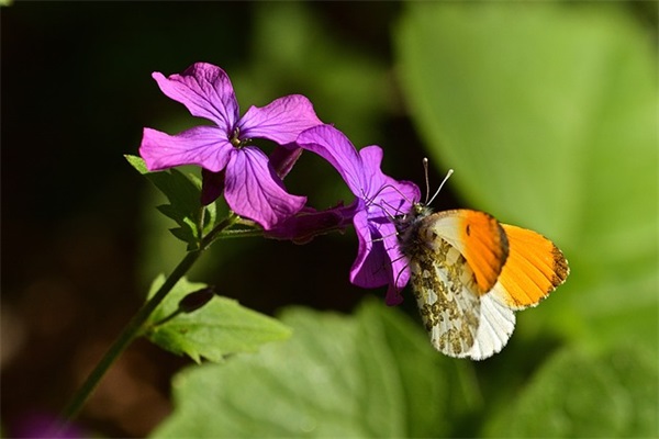 描写雨天的好句