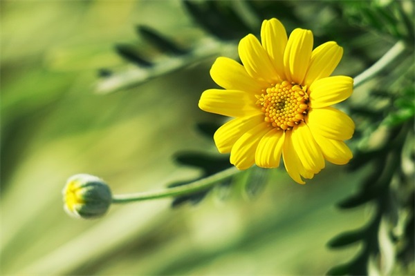 描写腊梅的好段79句