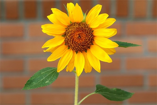 描写夕阳的好句