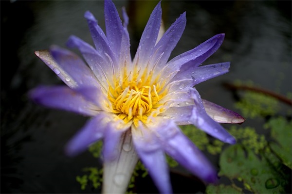 早上好现实句子 早上好的句子