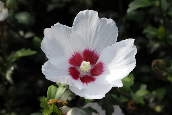 关于渴望爱情的句子19句