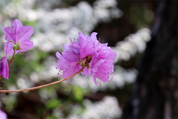 相爱不离不弃句子 特别深爱人的句子