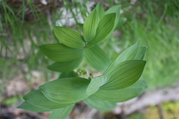 描写春天桃花的句子,关于桃花的句子