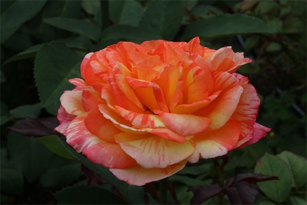 2025年简短的花朵优美句子