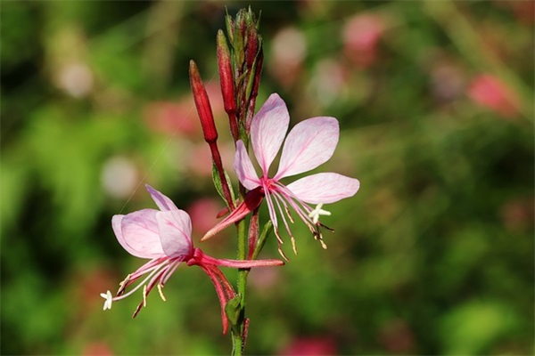 表达平凡爱情的句子
