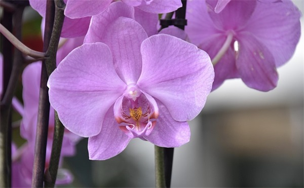 逗比很皮的句子 很皮又很逗比的句子朋友