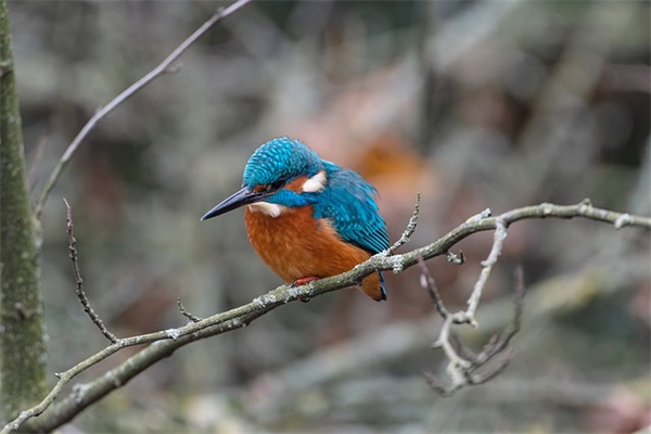 幼儿园端午节手工寄语-24句