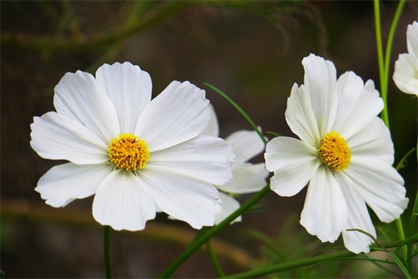 高三家长对老师寄语简短-24句