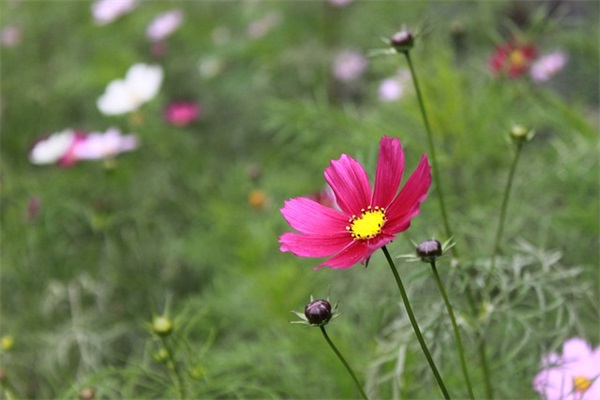 描写月夜的句子