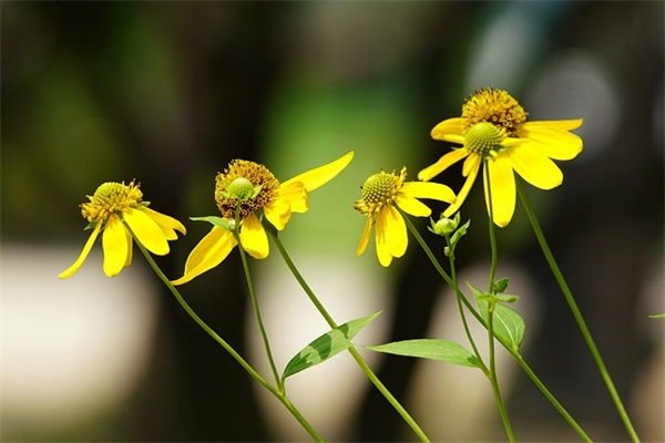 每日一句正能量 阳光心态正能量的句子