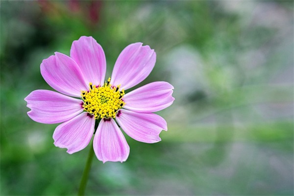 一身傲骨不认输的句子(致自己一段话霸气高冷的话)