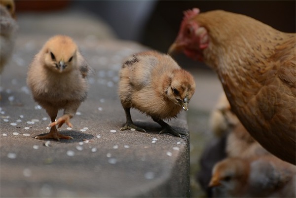 激励孩子上进正能量句子