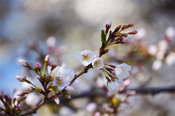 班主任工作德育论文
