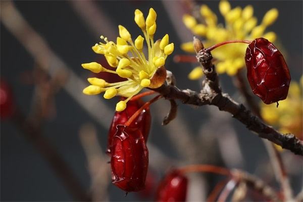 口碑营销成功案例