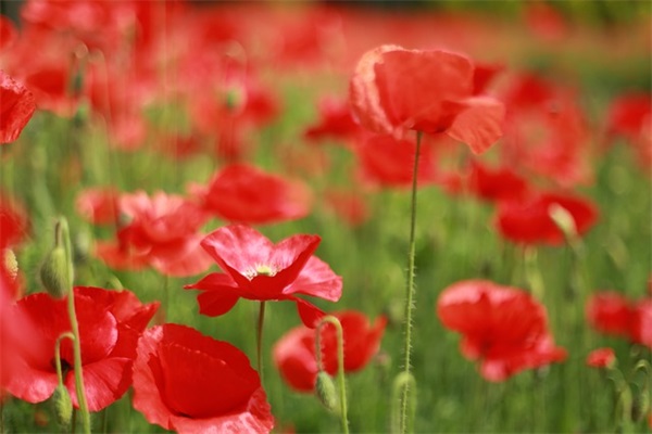 信息安全调查报告