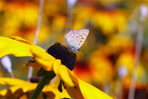 是非 (打一成语)