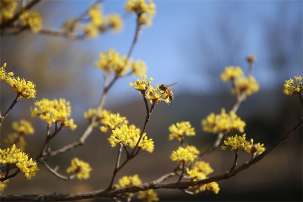 12345是什么成语?